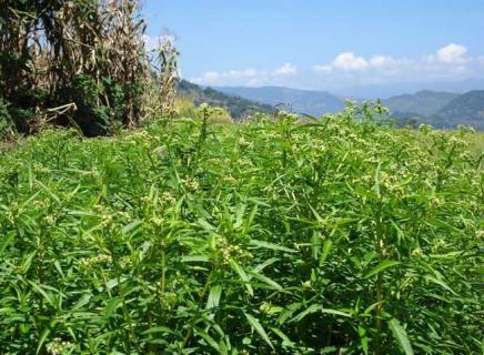 穿心莲（穿心莲植物）