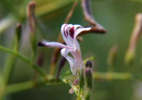 穿心莲图片（穿心莲图片大全真实图）