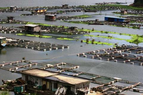 淡水养殖（淡水养殖鱼类）