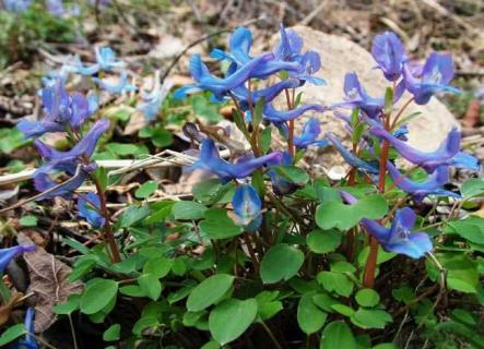 延胡索 延胡索的功效与作用主要治什么病