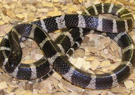 银环蛇图片（金环蛇图片）