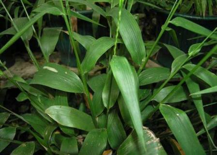 淡竹叶（淡竹叶泡水）