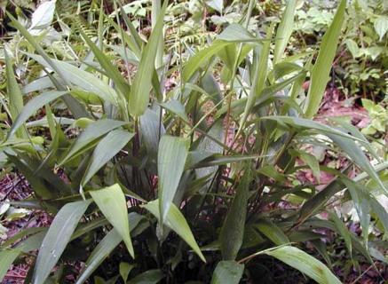 淡竹叶图片（淡竹叶图片 植物图片）