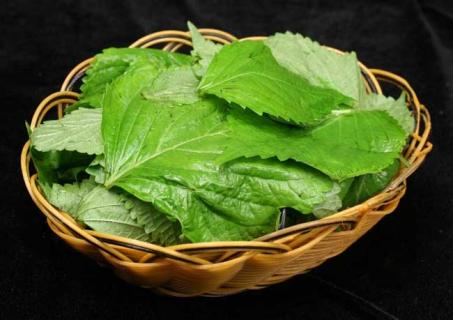 苏子叶（苏子叶茶的功效与作用）