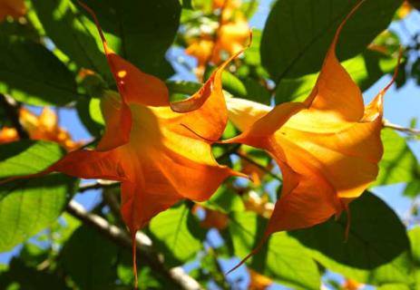 曼陀罗花 曼陀罗花的功效与作用