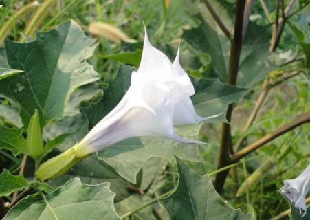 曼陀罗花图片（曼陀罗花图片大全大图）