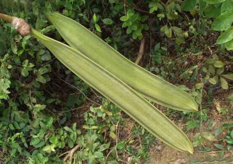 木蝴蝶 木蝴蝶的功效与作用