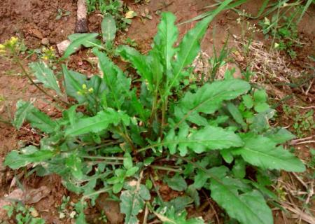 荠菜图片 荠菜图片功效与作用食用方法