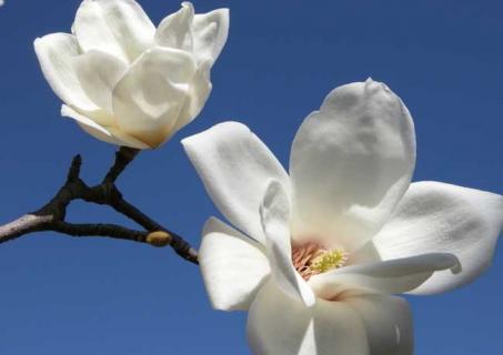 白玉兰图片 大理石白玉兰图片