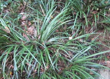 石菖蒲 石菖蒲图片