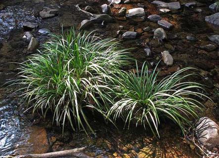石菖蒲图片 石菖蒲图片中药图片