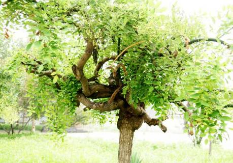 龙爪槐图片（龙爪槐图片大全）