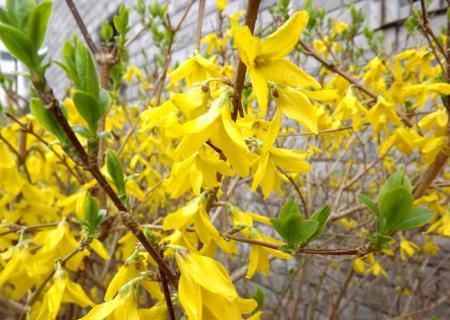 连翘花 连翘花图片