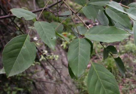 白蜡树图片 白蜡树图片大全大图