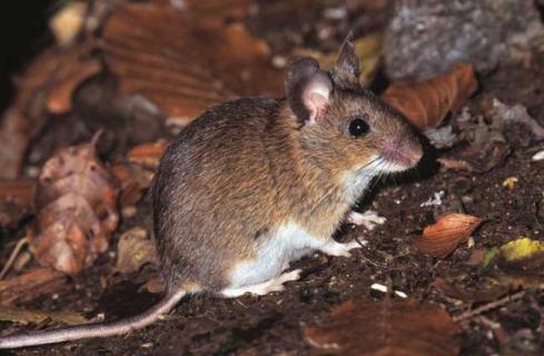 老鼠图片（老鼠图片大全）