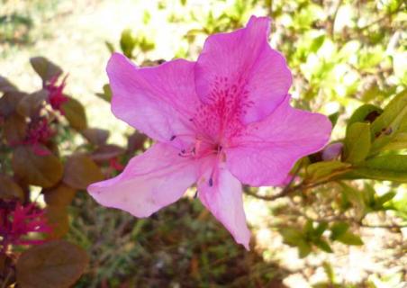 杜鹃花图片 杜鹃花图片绘画