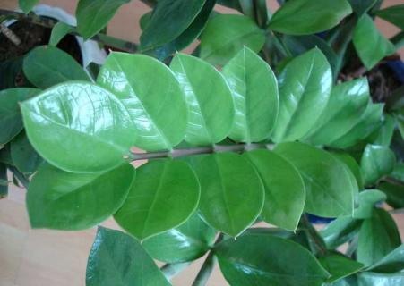 金钱树图片（金钱树图片 盆栽）