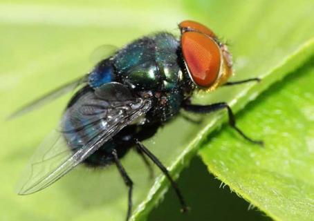 苍蝇图片（苍蝇图片高清大图）