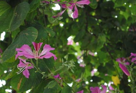 紫荆花图片