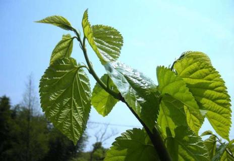 桑树图片 桑叶图片