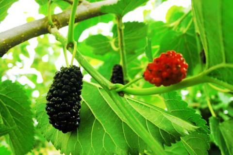 桑葚图片（桑葚图片大全高清图片）