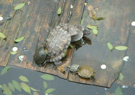 乌龟图片（乌龟图片大全 图片高清）