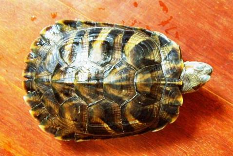 乌龟不吃食怎么办 乌龟不吃食怎么办 夏天