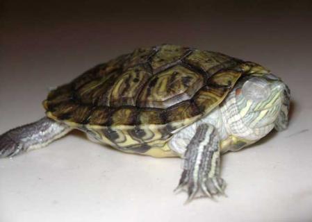 乌龟白眼病防治方法（乌龟白眼病防治方法有哪些）