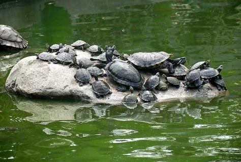 巴西龟怎么养最好 巴西龟怎么养最好养