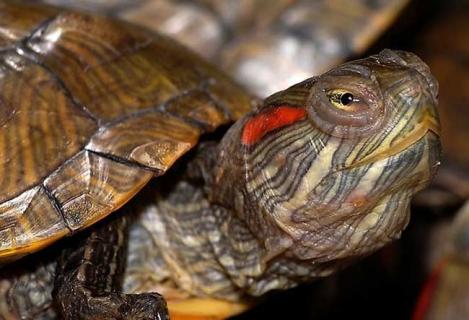 巴西龟吃什么食物（小巴西龟吃什么食物）