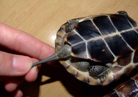 巴西龟怎么分公母（巴西龟怎么分公母图解）