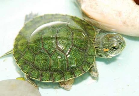 小乌龟怎么养最好（小乌龟要怎么样养）