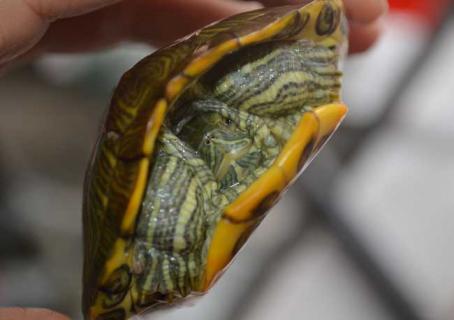 巴西龟冬眠要怎么养（巴西龟冬眠要怎么养活）