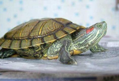 巴西龟可以干养吗 巴西龟可以干养吗多久