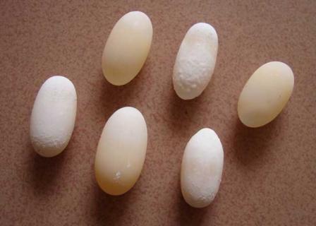 乌龟蛋怎么孵化 乌龟蛋怎么孵化出来