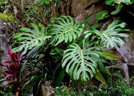 龟背竹图片（老桩龟背竹图片）