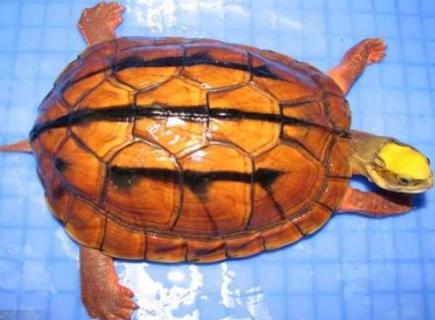 金钱龟图片 野生金钱龟图片