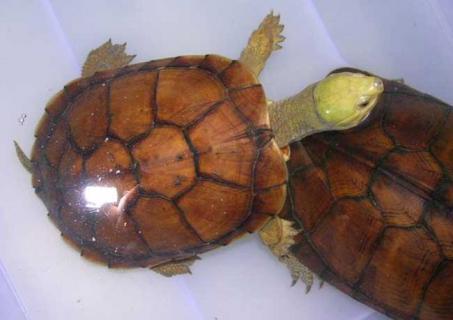 石金钱龟图片 石金钱龟图片多少钱一只