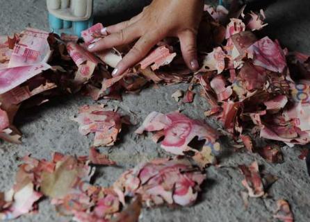 白蚁吃什么（白蚁吃什么食物）