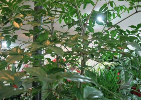 幸福树图片（幸福树图片 盆景）