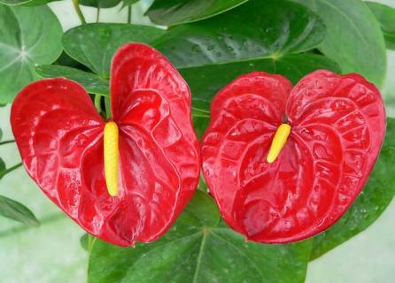 红掌图片 红掌图片大全高清