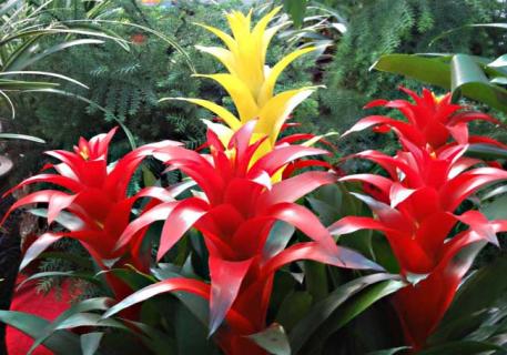 凤梨花图片 凤梨花图片大全大图高清