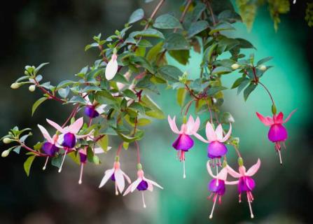 倒挂金钟花图片 倒挂金钟花图片花苞落下是什么原因?