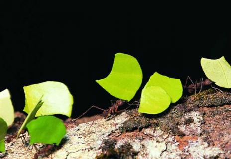 蚂蚁的生活习性 蚂蚁的交流方式