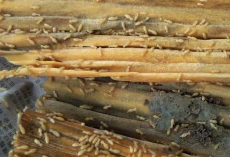 白蚁图片 白蚁图片真实照片