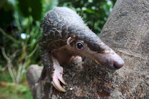 穿山甲图片 穿山甲图片大全大图