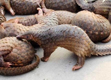 穿山甲养殖技术（穿山甲养殖视频）