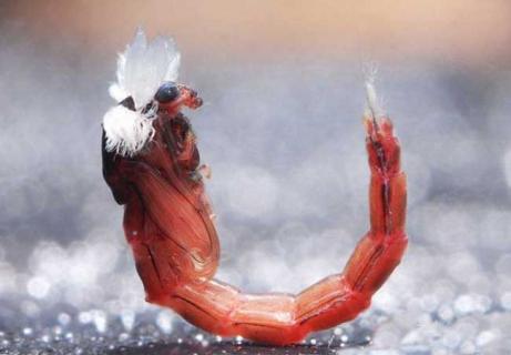 红虫怎么保存 活体红虫怎么保存