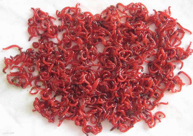 红虫图片 红虫图片真实照片