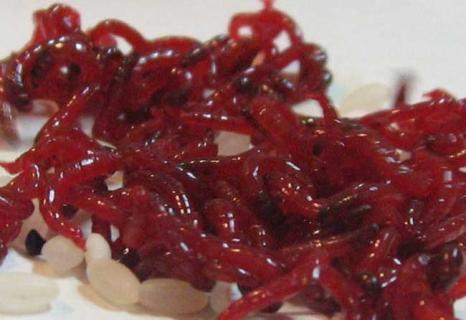 红虫养殖技术（红虫养殖技术视频）